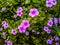 impatiensÂ flowers as bedding plants, border plants or in containers.
